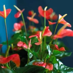 Anthurium 'Aristo' Oranje – Flamingoplant - ⌀12 Cm - ↕30-40 Cm -Exporteren Tuin Verge Winkel 1563808855 0103