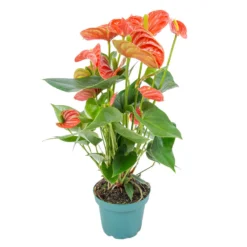 Anthurium 'Aristo' Oranje – Flamingoplant - ⌀12 Cm - ↕30-40 Cm