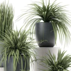 3x Graslelie - Chlorophytum 'Hawaiian' - PetFriendly ⌀12 Cm - ↕25 Cm -Exporteren Tuin Verge Winkel 1565365458 0103