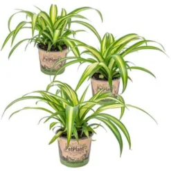 3x Graslelie - Chlorophytum 'Hawaiian' - PetFriendly ⌀12 Cm - ↕25 Cm