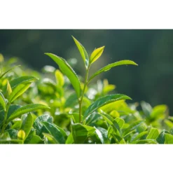 3x Theeplant - Camellia 'Sinensis' - Buitenplant ⌀10,5 Cm - ↕20 Cm -Exporteren Tuin Verge Winkel 1571645058 0103