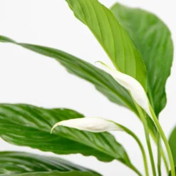 Spathiphyllum 'Torelli' - Lepelplant - ⌀12 Cm - ↕35-45 Cm -Exporteren Tuin Verge Winkel 1576627070 0102