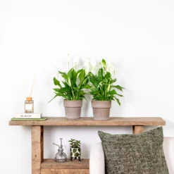 Spathiphyllum 'Torelli' - Lepelplant - ⌀12 Cm - ↕35-45 Cm -Exporteren Tuin Verge Winkel 1576627070 0103