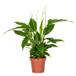 Spathiphyllum 'Torelli' - Lepelplant - ⌀12 Cm - ↕35-45 Cm