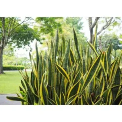 Sansevieria 'Laurentii' – Vrouwentong – ⌀12cm – ↕25-35 Cm -Exporteren Tuin Verge Winkel 1579508839 0103