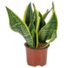 Sansevieria 'Laurentii' – Vrouwentong – ⌀12cm – ↕25-35 Cm