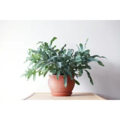 Blauwvaren In Hangpot - Phlebodium- Pot 18 Cm - ↕40-45 Cm -Exporteren Tuin Verge Winkel 1583877077 0102