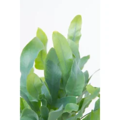 Blauwvaren In Hangpot - Phlebodium- Pot 18 Cm - ↕40-45 Cm -Exporteren Tuin Verge Winkel 1583877077 0103