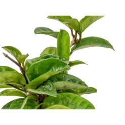 Hoya 'Krinkle' - Kamerplant In Kwekerspot ⌀10 Cm - ↕15 Cm -Exporteren Tuin Verge Winkel 1585208249 0103