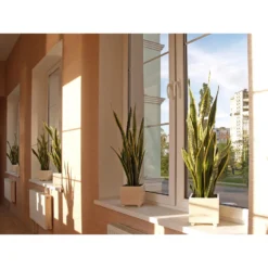 Sansevieria 'Black Coral' 4x - Pot 9 Cm - ↕35 Cm -Exporteren Tuin Verge Winkel 1585750820 0102