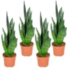 Sansevieria 'Black Coral' 4x - Pot 9 Cm - ↕35 Cm