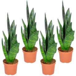 Sansevieria 'Black Coral' 4x - Pot 9 Cm - ↕35 Cm