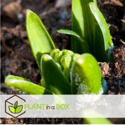 Hyacinthus Blue Water Mix X10 - Hyacint - Winterharde Bloembollen -Exporteren Tuin Verge Winkel 15908034c7bc4a4ab422b84b5b4a7904