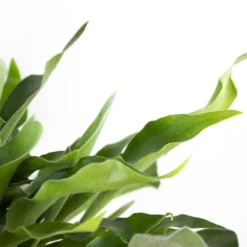 Platycerium Bifurcatum – Herftshoornvaren – ⌀17 Cm - ↕30-40 Cm -Exporteren Tuin Verge Winkel 1613276521 0103