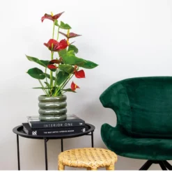 2x Anthurium Aristo Rood – Flamingoplant - ⌀14 Cm - ↕45-55 Cm -Exporteren Tuin Verge Winkel 1621513031 0103