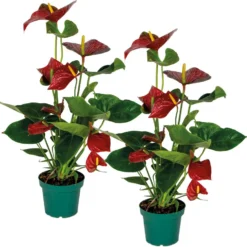 2x Anthurium Aristo Rood – Flamingoplant - ⌀14 Cm - ↕45-55 Cm