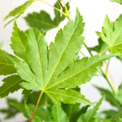 4x Acer Palmatum 'Going Green' – Japanse Esdoorn –⌀10,5 Cm - ↕25-30 Cm -Exporteren Tuin Verge Winkel 1630112596 0103