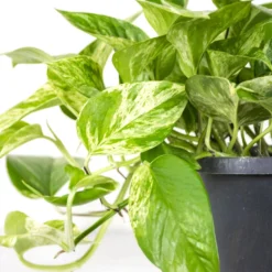 Scindapsus Marble Queen – Drakenklimop – ⌀17 Cm - ↕35-45 Cm -Exporteren Tuin Verge Winkel 1636986460 0103