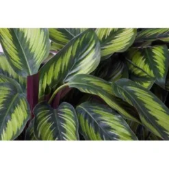 Calathea 'Medaillon' - Pauwenplant - ⌀14 Cm - ↕40-45 Cm -Exporteren Tuin Verge Winkel 1639554427 0102