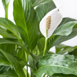 2x Spathiphyllum 'Bingo Cupido' - Lepelplant - ⌀17 Cm - ↕65-75 Cm -Exporteren Tuin Verge Winkel 1642385010 0102