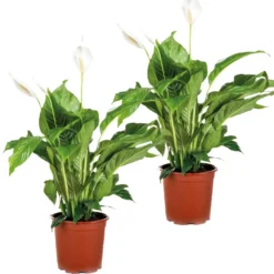 2x Spathiphyllum 'Bingo Cupido' - Lepelplant - ⌀17 Cm - ↕65-75 Cm