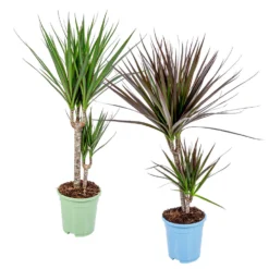 2x Dracaena Kamerplanten Mix – Luchtzuiverend - ⌀17 Cm - ↕65-75 Cm