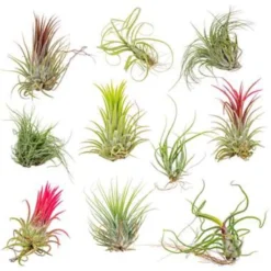 10x Tillandsia Mix - Luchtplantjes - Onderhoudsvriendelijk