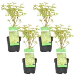4x Acer Palmatum 'Butterfly' – Japanse Esdoorn – ⌀10,5 Cm - ↕25-30 Cm