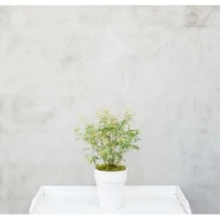 4x Acer Mix - Japanse Esdoorn - ⌀10.5 Cm - ↕25-30 Cm -Exporteren Tuin Verge Winkel 1684108646 0102