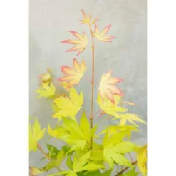 4x Acer Mix - Japanse Esdoorn - ⌀10.5 Cm - ↕25-30 Cm -Exporteren Tuin Verge Winkel 1684108646 0103