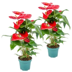 2x Anthurium 'Aristo' Rood– Flamingoplant - ⌀12 Cm - ↕30-40 Cm