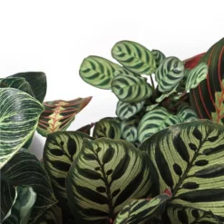 Calathea 'Medaillon' & 'Orbifolia'- ⌀14 Cm - ↕40-45 Cm -Exporteren Tuin Verge Winkel 1691379971 0102