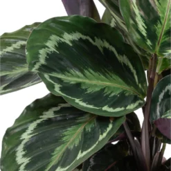Calathea 'Medaillon' & 'Orbifolia'- ⌀14 Cm - ↕40-45 Cm -Exporteren Tuin Verge Winkel 1691379971 0103