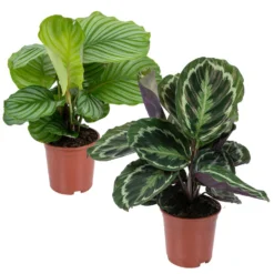 Calathea 'Medaillon' & 'Orbifolia'- ⌀14 Cm - ↕40-45 Cm