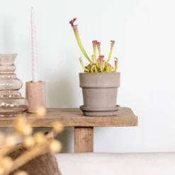 Sarracenia 'Juthatip Soper' – Trompetbekerplant – ⌀12 Cm – ↕10-20 Cm -Exporteren Tuin Verge Winkel 1699063471 0103