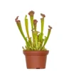 Sarracenia 'Juthatip Soper' – Trompetbekerplant – ⌀12 Cm – ↕10-20 Cm