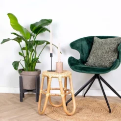 Strelitzia Nicolai - Paradijsvogelplant - ⌀19 Cm - ↕80-90 Cm -Exporteren Tuin Verge Winkel 1701092676 0103