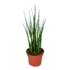 Sansevieria 'Fernwood Mikado' - Pot 12 Cm - ↕35 Cm