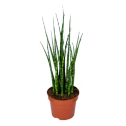 Sansevieria 'Fernwood Mikado' - Pot 12 Cm - ↕35 Cm