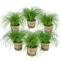 6x Cyperus 'Zumula' - Kattengras - ⌀12 Cm - ↕20-25 Cm