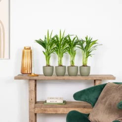 4x Dypsis Lutescens - Goudpalm - ⌀10,5 Cm - ↕25-30 Cm -Exporteren Tuin Verge Winkel 1715934140 0103