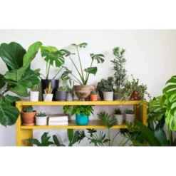 Mix Van 3 Botanische Kamerplanten ⌀12 Cm - ↕20-30 Cm -Exporteren Tuin Verge Winkel 1743026081 0102