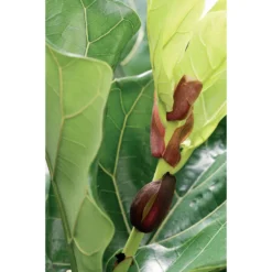 Ficus Lyrata 'Bambino' - Vioolbladplant - Pot 17 Cm - ↕50-60 Cm -Exporteren Tuin Verge Winkel 1762008542 0103