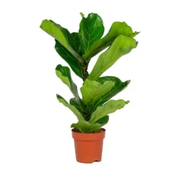 Ficus Lyrata 'Bambino' - Vioolbladplant - Pot 17 Cm - ↕50-60 Cm