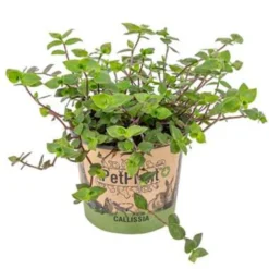 Schildpad Plant - Calissia Repens - Pot 12 Cm - ↕20 Cm