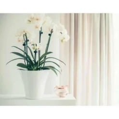 Orchidee - Phalaenopsis - Orchidee Wit - Pot 9 Cm - ↕40 Cm -Exporteren Tuin Verge Winkel 1788864127 0102