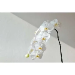 Orchidee - Phalaenopsis - Orchidee Wit - Pot 9 Cm - ↕40 Cm -Exporteren Tuin Verge Winkel 1788864127 0103