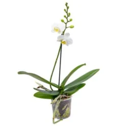 Orchidee - Phalaenopsis - Orchidee Wit - Pot 9 Cm - ↕40 Cm