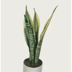 Sansevieria 'Zeylanica' 2x - Pot 9 Cm - ↕35 Cm -Exporteren Tuin Verge Winkel 1789945222 0103