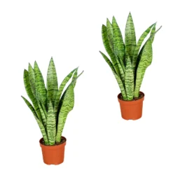 Sansevieria 'Zeylanica' 2x - Pot 9 Cm - ↕35 Cm